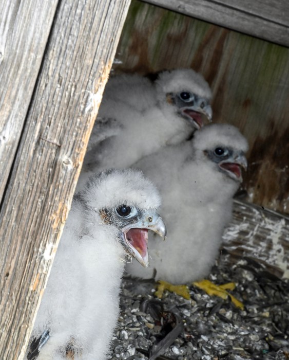 peregrine falcon chicks