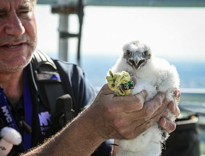 peregrine falcon chick at verrazzano-narrows bridge