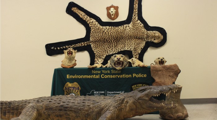 Weiss surrendered a full alligator taxidermy, a tiger skin, a cheetah skin, an elephant foot, a cheetah head mount, the skull of a big cat, the skin of a pinniped pup, and a bird mount.