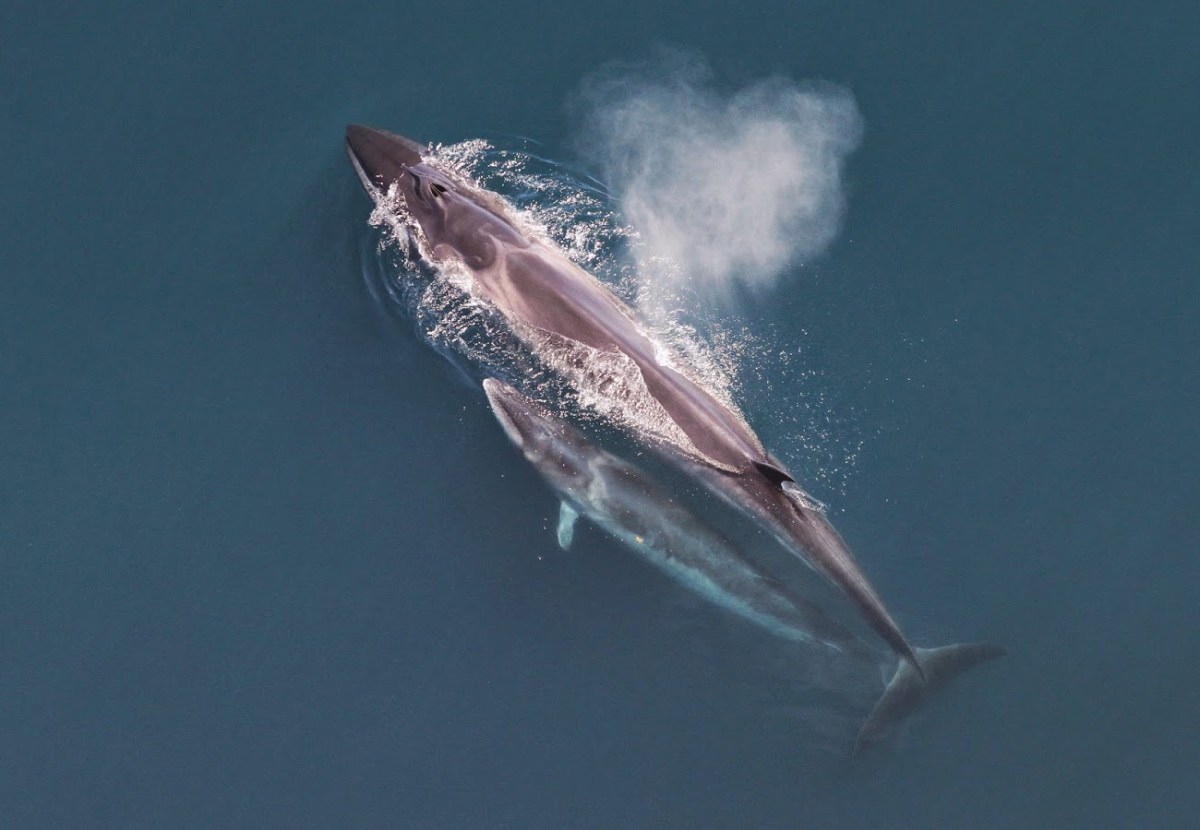 sei whale