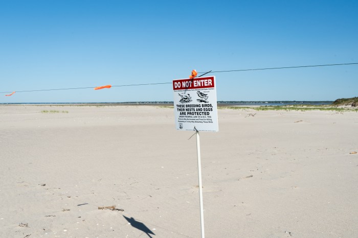 beach closed for plovers