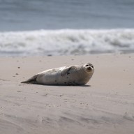 seal on beach in new york wildlife
