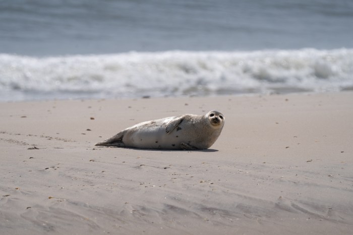 seal on beach in new york wildlife