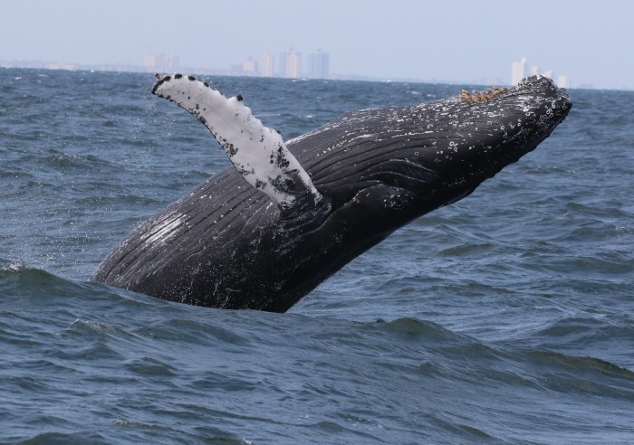 whale in new york city