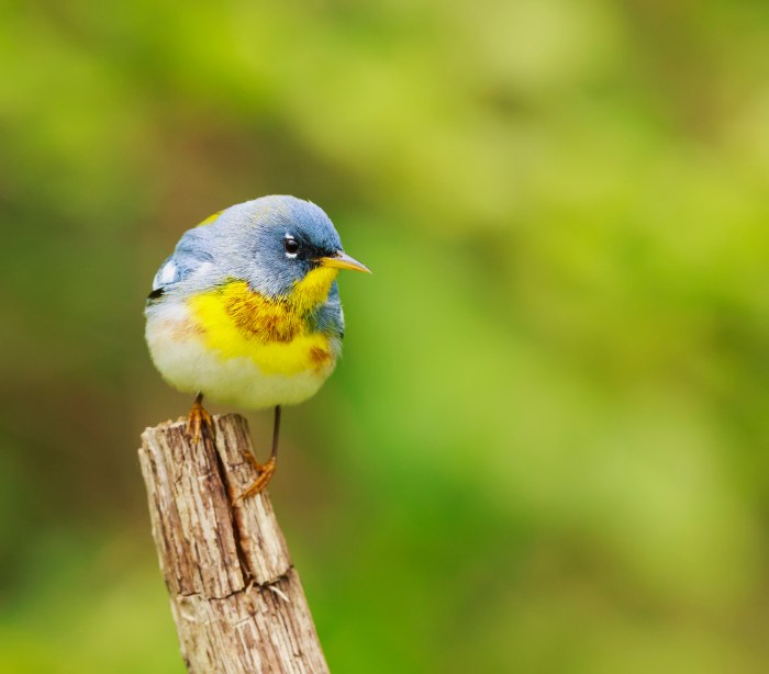 northern parula