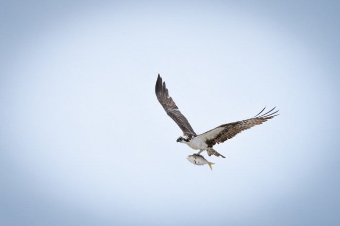 osprey with menhaden wildlife