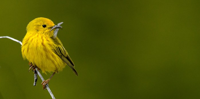 yellow warbler