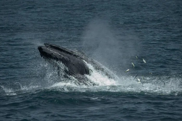 whale in new york bight