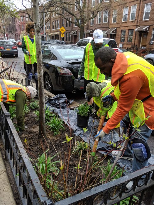 rain garden