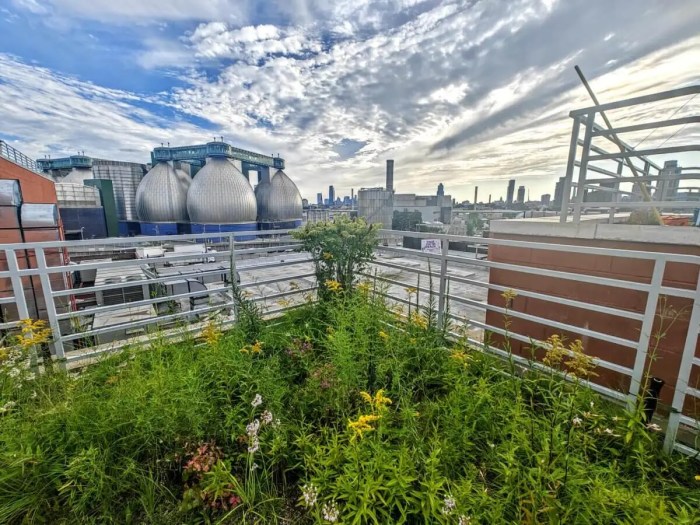 green roof at kingsland wildflowers festival