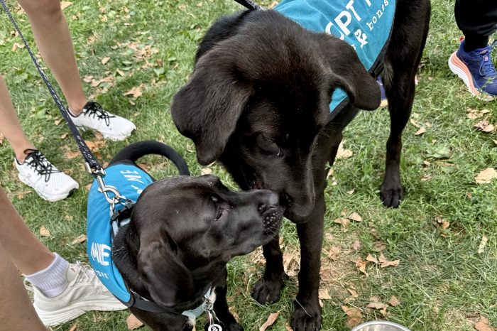 dogs at adoption event