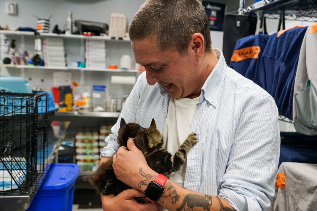 flatbush cat veterinary clinic