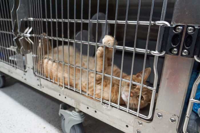 cat at flatbush vet