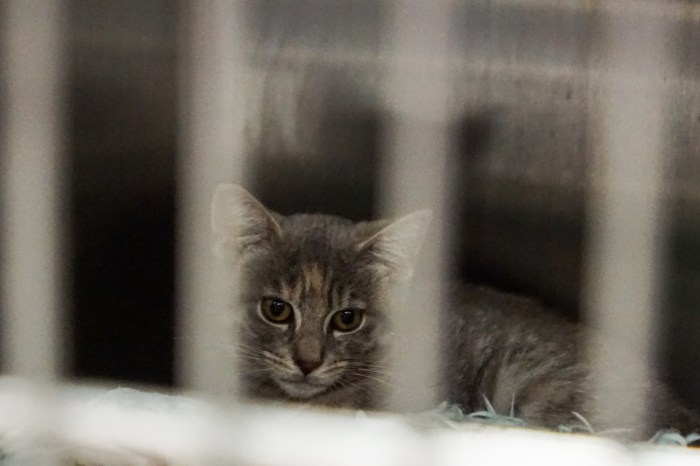 a cat at flatbush vet