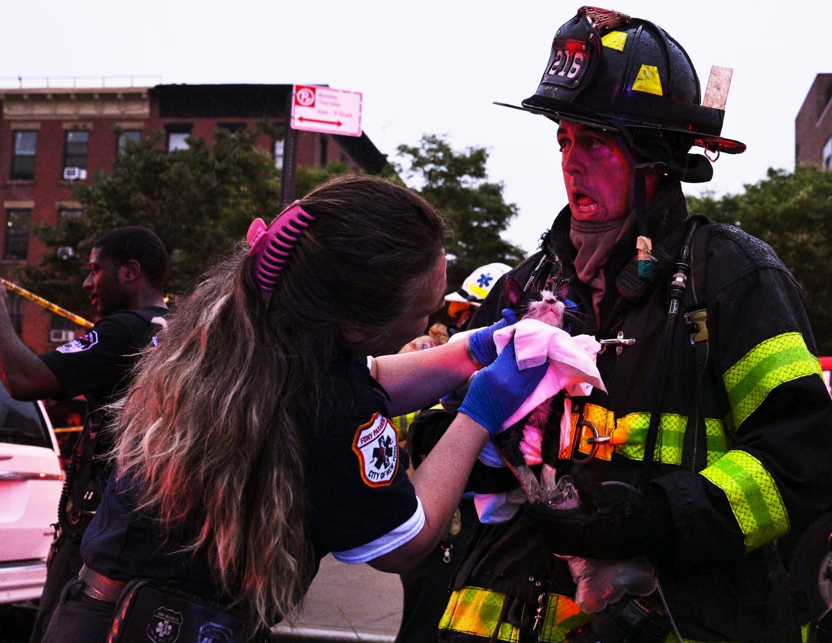 A firefighter  and FDNY EMS Paramedics work to resuscitation a cat found in the basement following a fire set by an  emotional disturbed person at 2204 Fulton Street on Thursday, August 8.. The EDP is in critical condition and a firefighter was left injured.