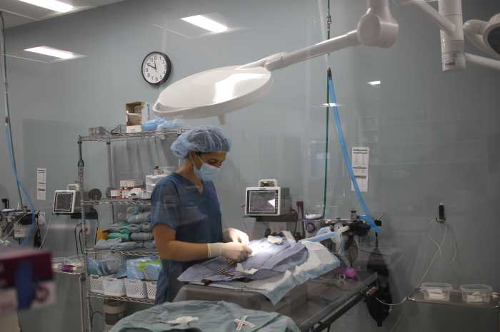 cat surgery at flatbush vet