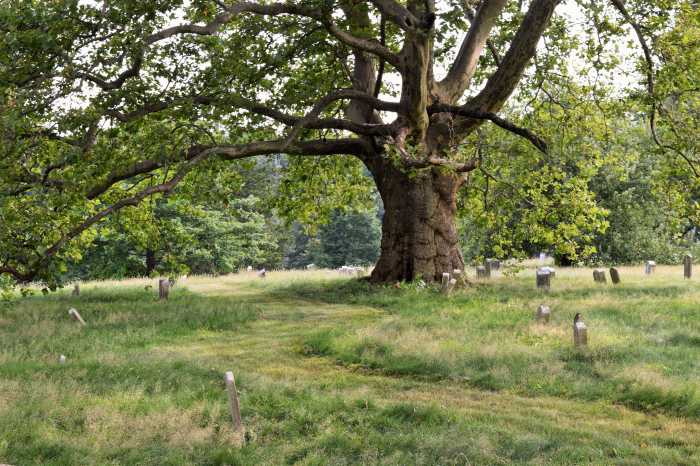 trees at green-wood