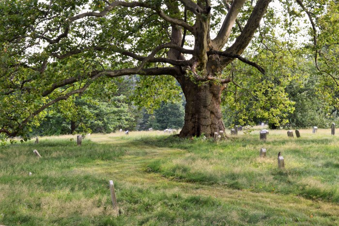 trees at green-wood
