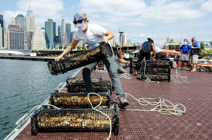 oysters in brooklyn bridge park