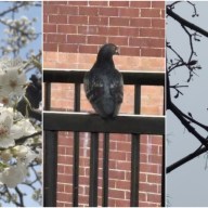 new utrecht pigeon newspaper