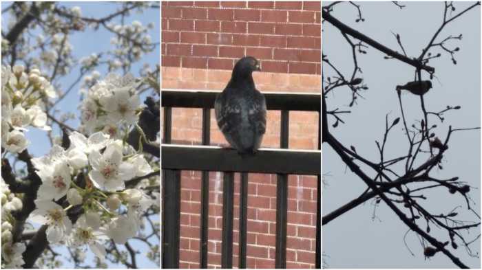 new utrecht pigeon newspaper