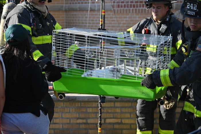 bunny saved from dyker heights fire