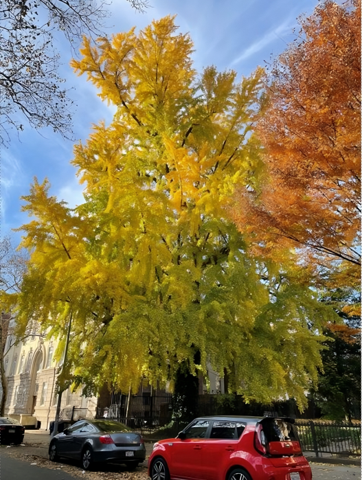 gingko tree united order of tents