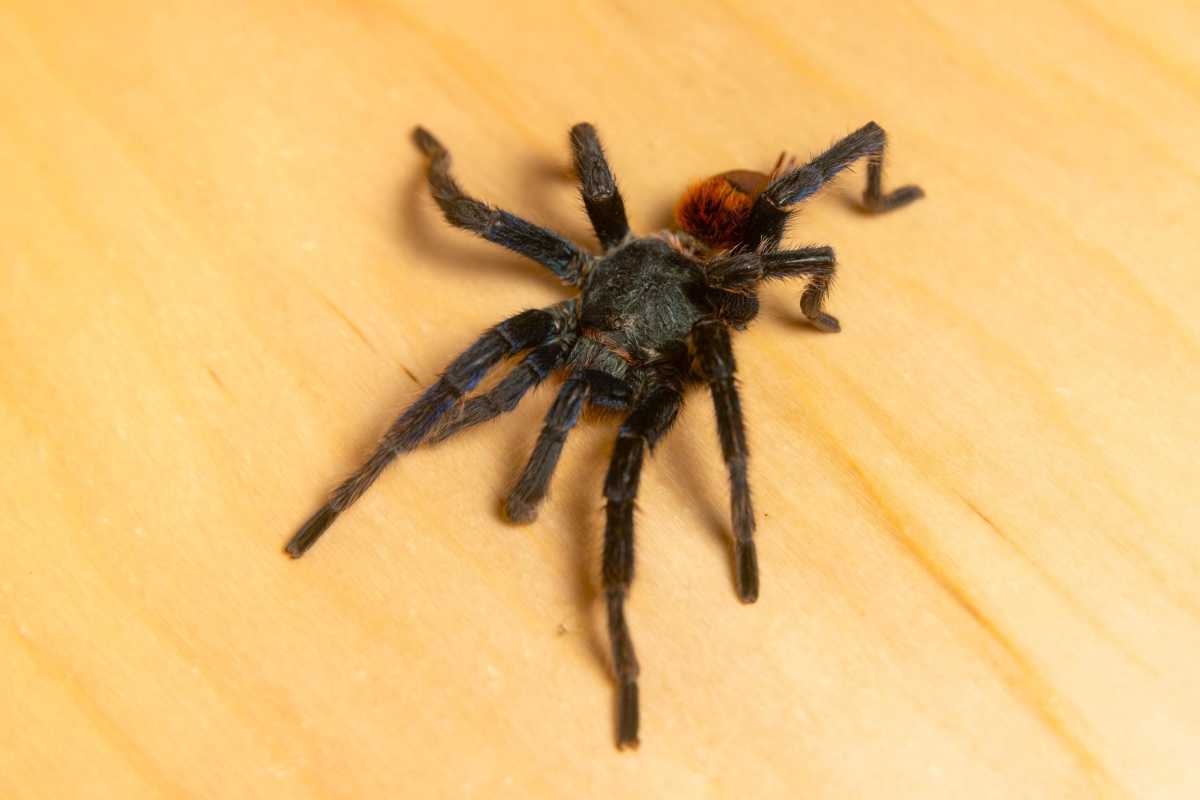 brooklyn children's museum tarantula