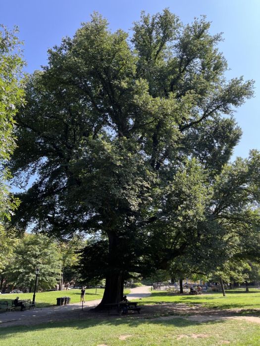 english elm tree in fort greene