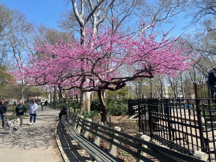 eastern redbud tree in McGolrick park