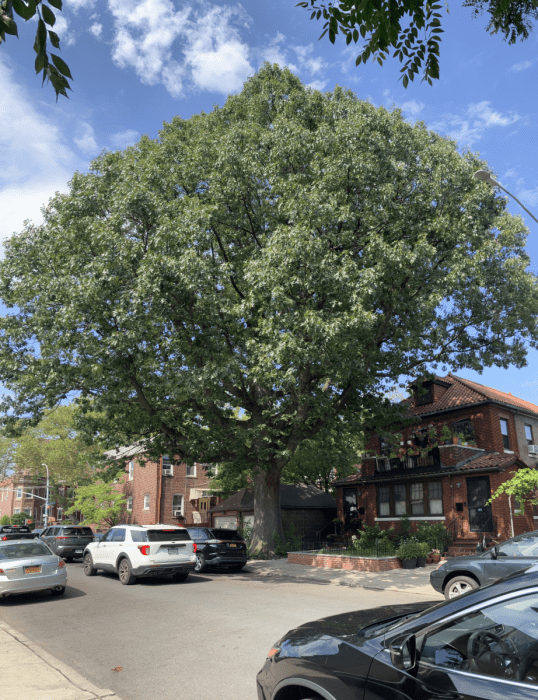 great trees of new york city