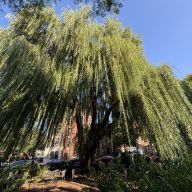 weeping willow trees in Park Slope