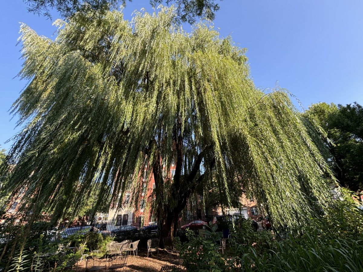 weeping willow trees in Park Slope