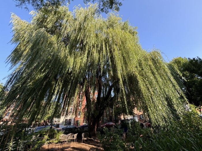 weeping willow trees in Park Slope