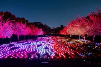 lightscape at brooklyn botanic garden