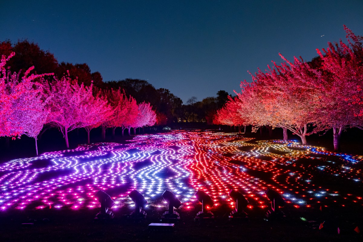lightscape at brooklyn botanic garden