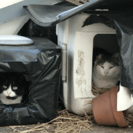 feral cat shelters in Brooklyn