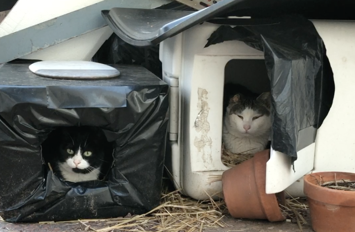 feral cat shelters in Brooklyn