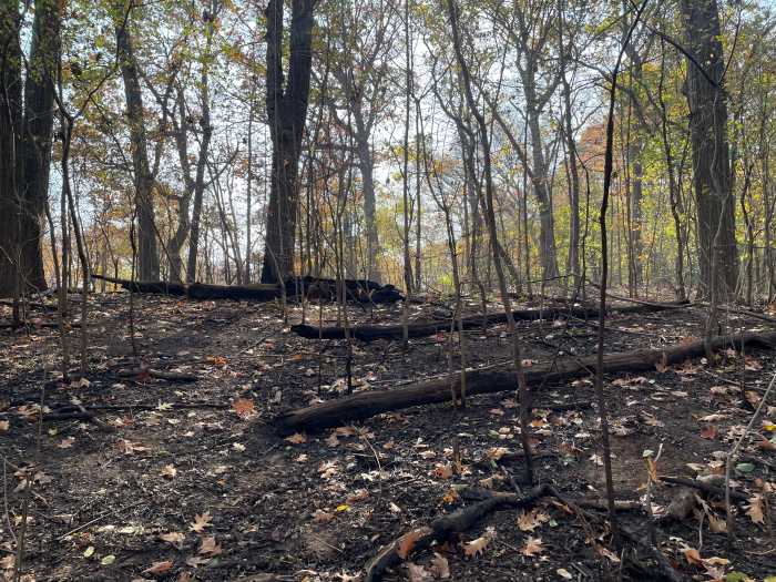 prospect park fire