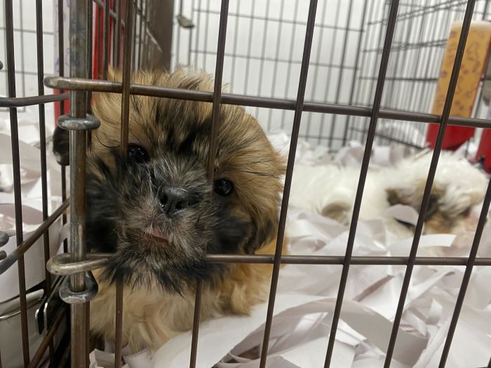 pet store ban