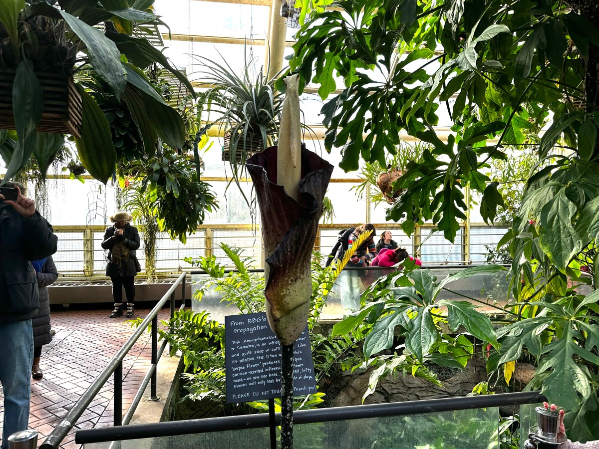 corpse flower brooklyn botanic garden