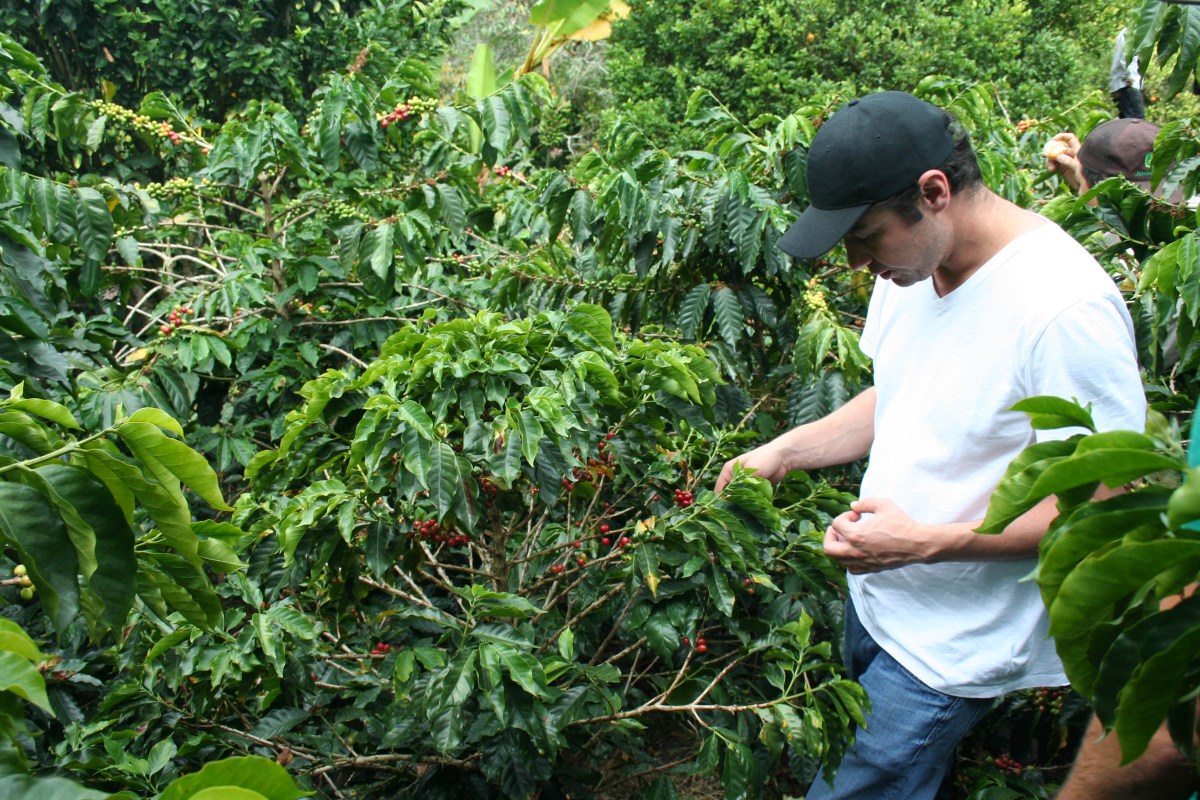 Steven inspecting beans