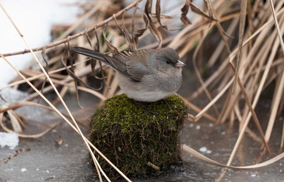 brooklyn great backyard bird count