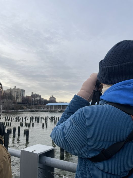 great backyard bird count in brooklyn