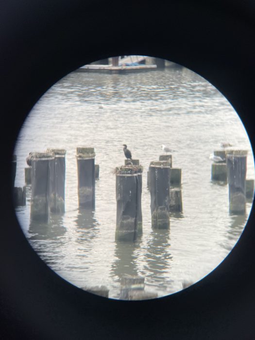 cormorants and gulls 