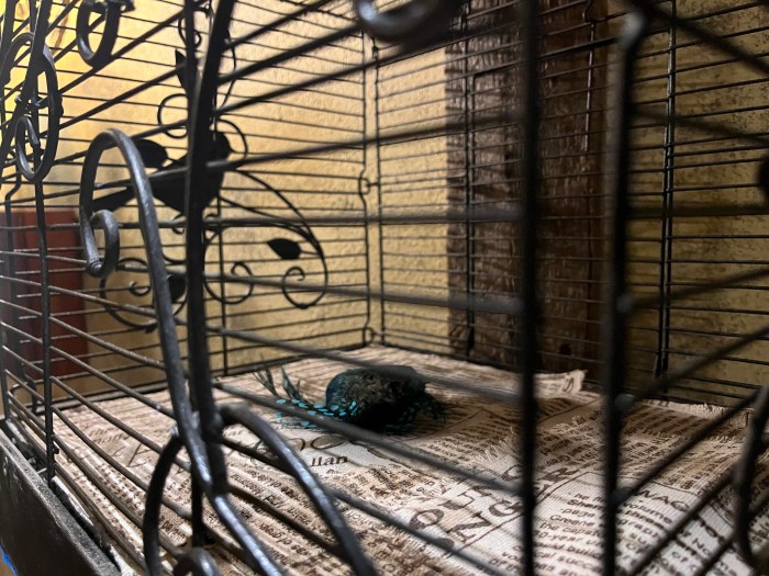 the bird at mysstic rooms