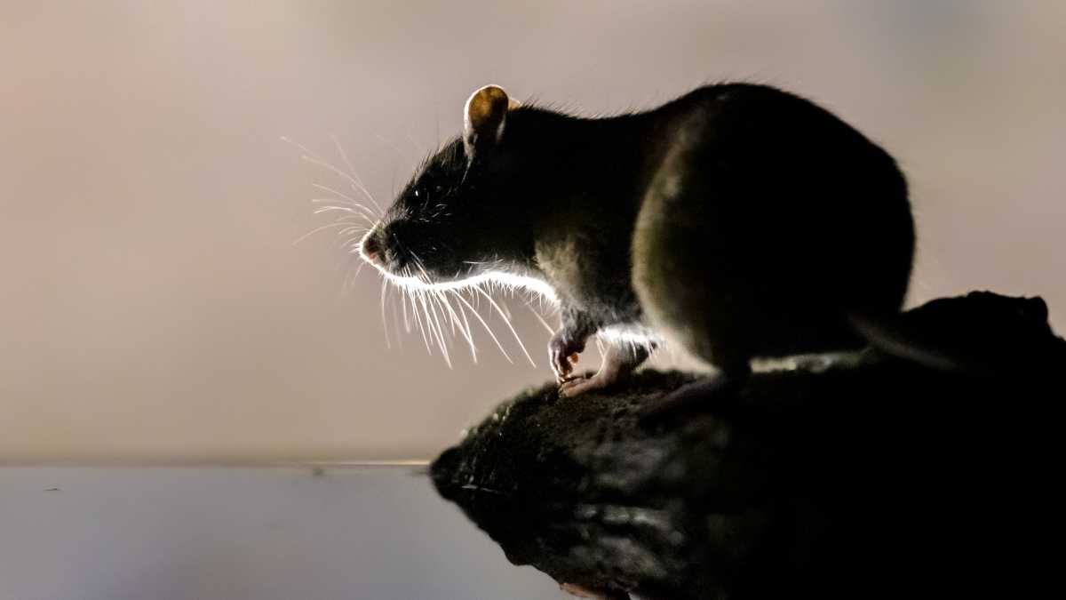 File rat