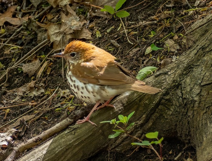 wood thrush bird at green-wood