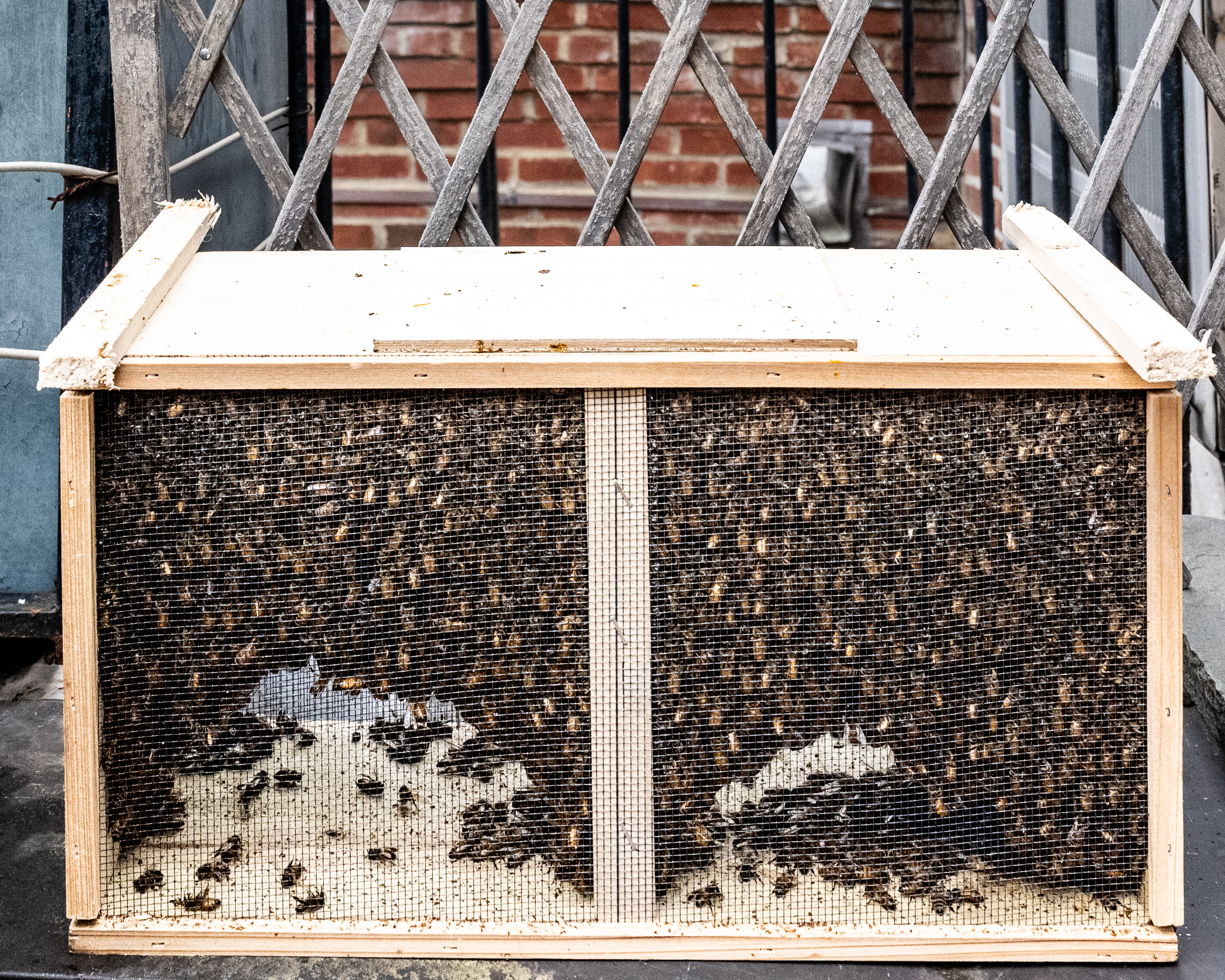 Bees in the big city: Park Slope residents install rooftop hive