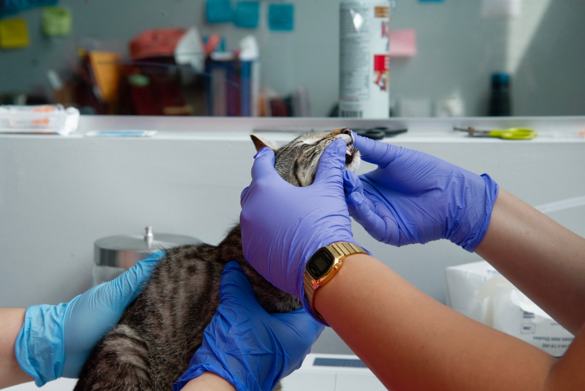 flatbush vet cat getting dental exam